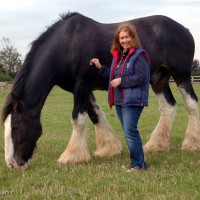 NFU Countryside Equine Champion of the UK The Story of Ted